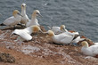 Basstölpel auf Helgoland