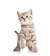 playful kitten cat isolated on white