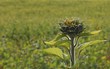 Aufgehende Sonnenblume