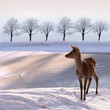 doe and snowy landscape