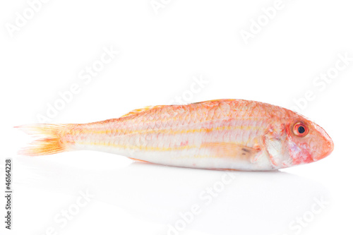 Photo: Raw mullet Raw mullet