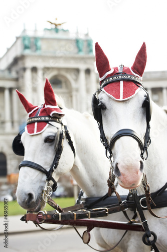 Photo: two horses with harness two horses with harness