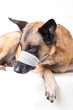 Hund mit Maulschlinge