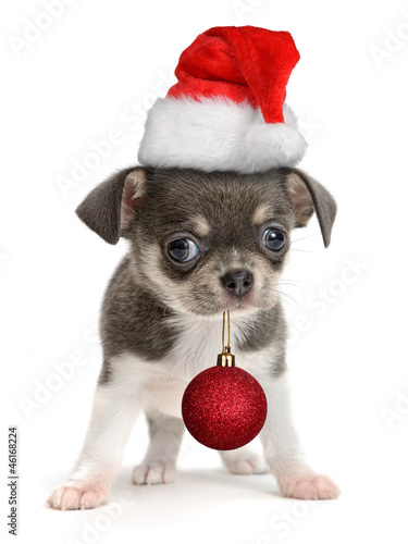 Photo: Chihuahua Chihuahua