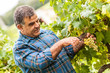 Adult Man Harvesting Grapes in the Vineyard