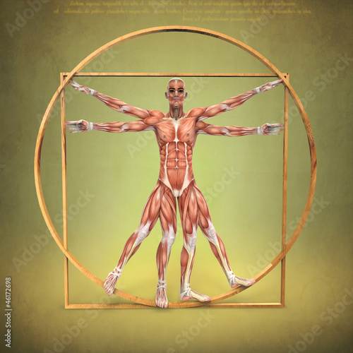 Illustration: Anatomía de Hombre de Vitruvio Anatomía de Hombre de Vitruvio