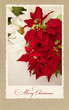 Xmas greeting