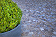 Photo: Terrasse, buis, jardin, plante, décoration, parvis, pot Terrasse, buis, jardin, plante, décoration, parvis, pot