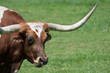 A longhorn bull in a field