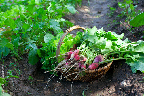 Photo: basket with fresh radishes basket with fresh radishes