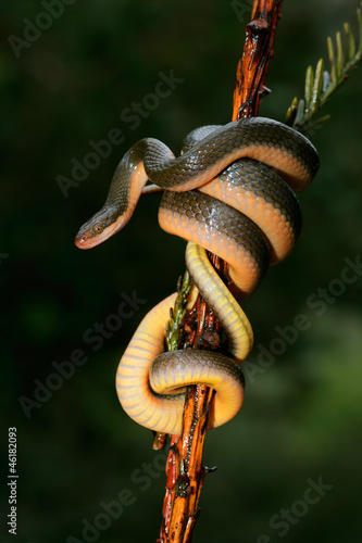 Photo: Aurora house snake (Lamprophis aurora) Aurora house snake (Lamprophis aurora)