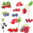 Collections of berry isolated on white background