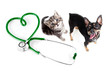 Photo: Veterinary for cats, dogs and other pets concept Veterinary for cats, dogs and other pets concept