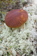 Photo: Young cepe in the white moss Young cepe in the white moss