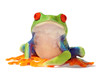 Foto: agalychnis agalychnis