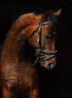Photo: Bay Trakehner Horse with classic bridle Bay Trakehner Horse with classic bridle