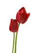 Zwei Tulpen