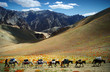 Photo: caravan of donkeys caravan of donkeys