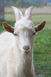 Photo: Closeup portrait of a goat, outside in a courtyard Closeup portrait of a goat, outside in a courtyard