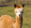 Photo: alpaca portrait alpaca portrait