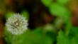 Video Löwenzahn Pusteblume (Taraxacum)
