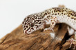 Photo: Leopard gecko Leopard gecko