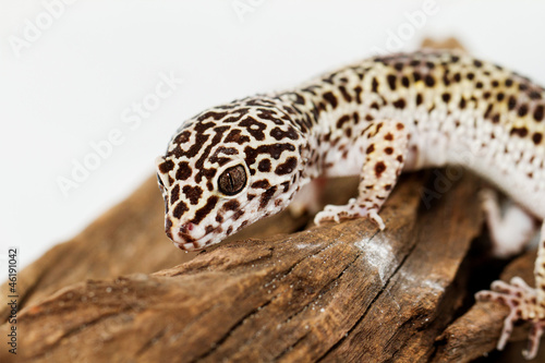 Photo: Leopard gecko Leopard gecko