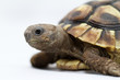 Young turtle on a white background