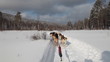 A Siberian sled dogs