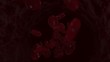 blood cells