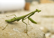 Praying Mantis