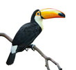 Toucan isolated on white
