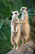 Meerkats