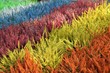 Colorful heathers