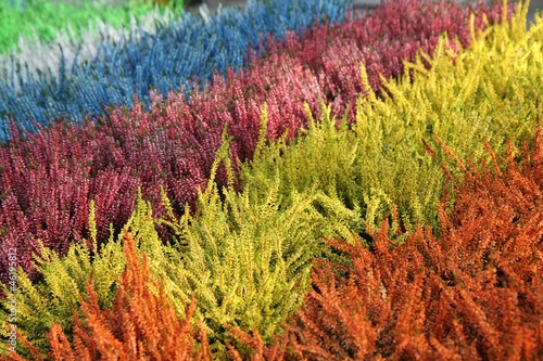 Photo: Colorful heathers Colorful heathers