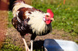 Huhn beim essen