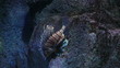 Vídeo: lion fish lion fish