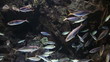 Vídeo: marine life marine life