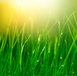 soft green grass background