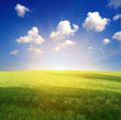 green grass and blue sky