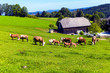 Glückliche Kühe auf Almwiese