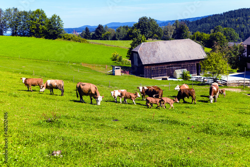 Photo: Glückliche Kühe auf Almwiese Glückliche Kühe auf Almwiese