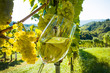 Weinglas mmit Wein im Weingarten