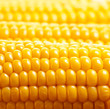 Corn background