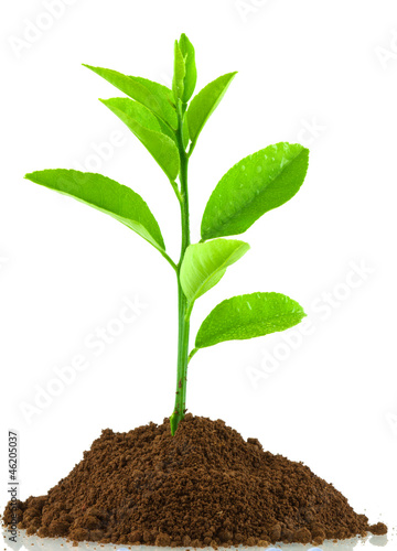 Photo: plant de citronnier plant de citronnier