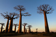 Baobab alley, Madagascar 
