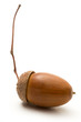 One acorn on white