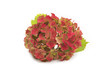 Photo: hydrangea hydrangea