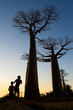 Baobab alley, Madagascar 