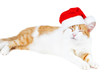 Foto: funny red and white cat in santa's hat isolated funny red and white cat in santa's hat isolated